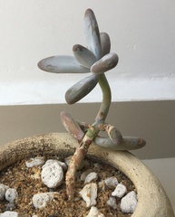 Echeveria cuicatecana