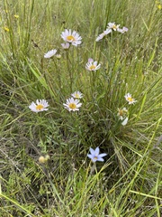 Erigeron decumbens