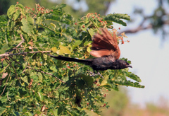 Malagasy Coucal photo 3
