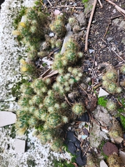 Cactaceae