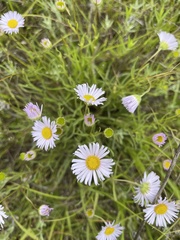 Erigeron decumbens