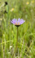 Erigeron decumbens