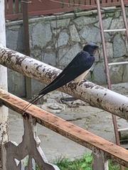 Hirundo rustica