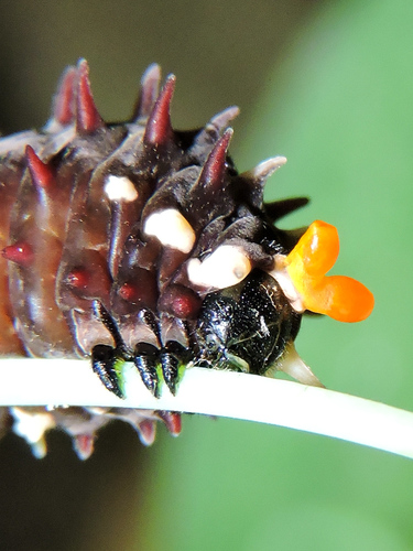 Pink-spotted Cattleheart