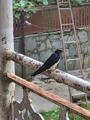 Hirundo rustica