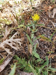Centaurea sicula