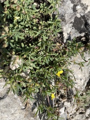 Medicago prostrata