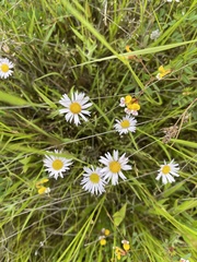 Erigeron decumbens