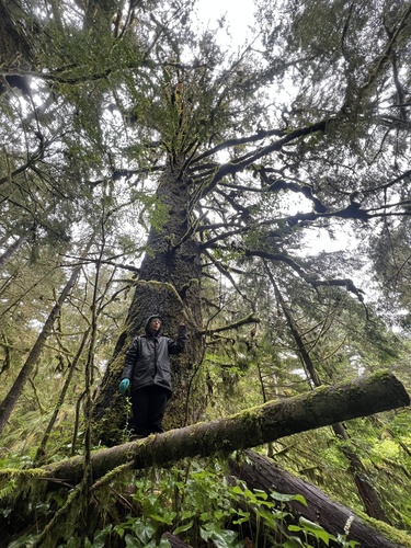 Sitka spruce (Picea sitchensis)