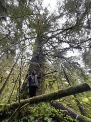 Sitka-Fichte (Picea sitchensis): Herkunft und Verwendung — Foto 3