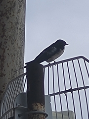 Hirundo rustica