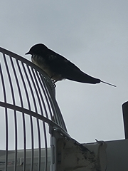 Hirundo rustica