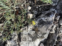 Medicago prostrata