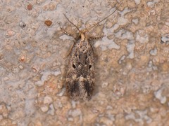 Neodactylota liguritrix