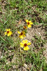 Coreopsis linifolia