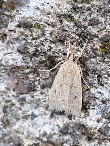 sivenka bledá (Eudonia pallida)