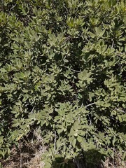 Quercus microphylla
