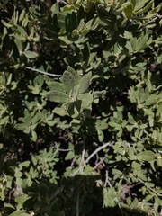 Quercus microphylla