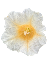 Cordia rufescens