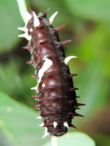 Pink-spotted Cattleheart