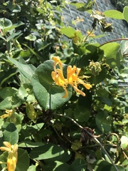 Lonicera