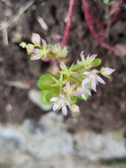 Crassulaceae