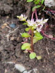 Crassulaceae