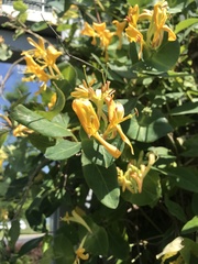 Lonicera
