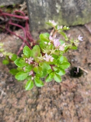 Crassulaceae