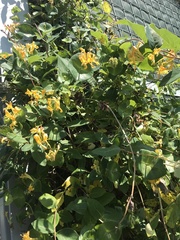 Lonicera
