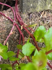 Crassulaceae