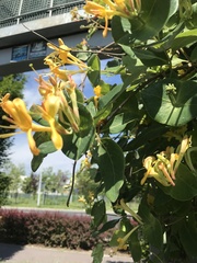 Lonicera