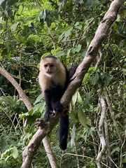Cebus capucinus