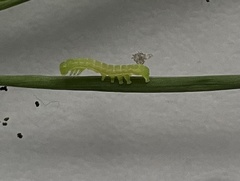 Scoliopteryx libatrix