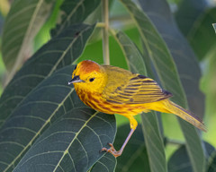 Setophaga petechia rufivertex