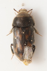 Heterocerus flexuosus