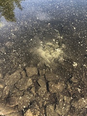 Micropterus dolomieu