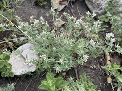 Dorycnium