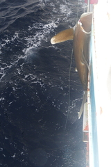 Carcharhinus longimanus