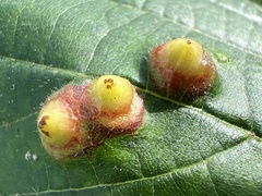 Didymomyia tiliacea