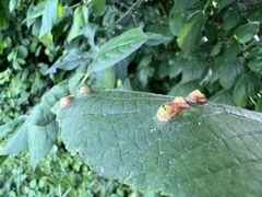 Didymomyia tiliacea