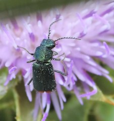 Haplomalachius flabellatus
