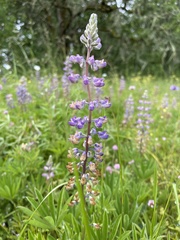 Lupinus oreganus