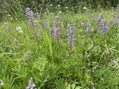 Lupinus oreganus