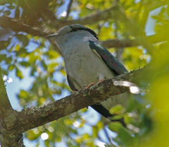 Cuckoo Roller photo 1