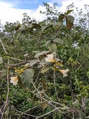 Cordia rufescens