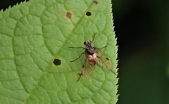 Chrysopilus cristatus
