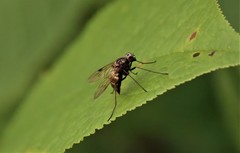Chrysopilus cristatus