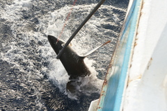 Carcharhinus longimanus