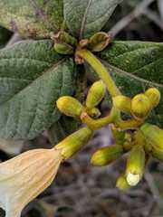 Cordia rufescens